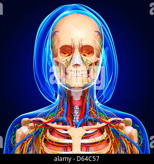 Weibliche Anatomie, artwork Stockfoto