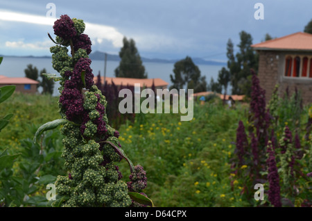 Quinoa wächst auf den Inseln des Titicacasees, Peru. Stockfoto