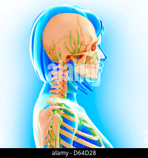 Weibliche Anatomie, artwork Stockfoto