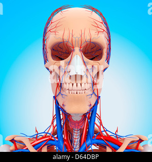 Kopf Anatomie, artwork Stockfoto