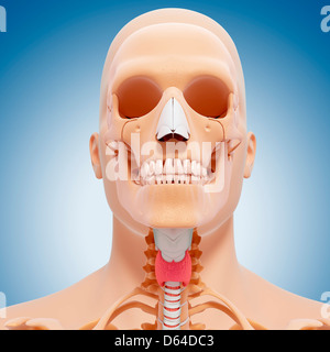 Kopf Anatomie, artwork Stockfoto