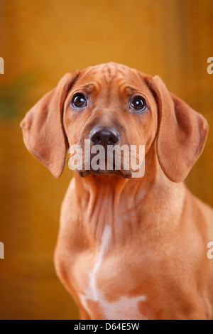 Rhodesian Ridgeback, Welpen, 10 Wochen | Rhodesian Ridgeback, Welpe, 10 Wochen Stockfoto