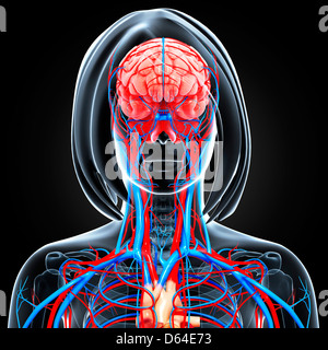 Oberkörper-Anatomie, artwork Stockfoto