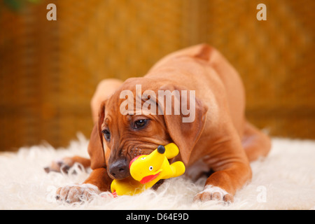 Rhodesian Ridgeback, Welpen, 10 Wochen / Spielzeug | Rhodesian Ridgeback Welpe, 10 Wochen / Spielzeug Stockfoto