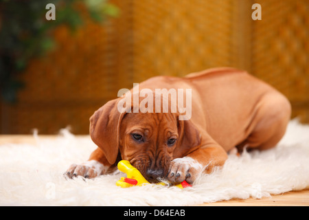 Rhodesian Ridgeback, Welpen, 10 Wochen / Spielzeug | Rhodesian Ridgeback Welpe, 10 Wochen / Spielzeug Stockfoto