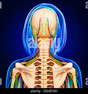 Oberkörper-Anatomie, artwork Stockfoto