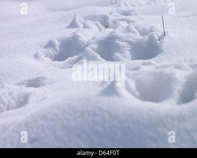 Fußabdrücke einer Katze im Schnee, gefangen in einer Winterlandschaft. Die Abdrücke sind klar vor dem weißen Schnee und zeigen die Bewegungen des Tieres. Stockfoto