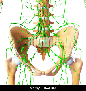 Menschliche Anatomie, artwork Stockfoto