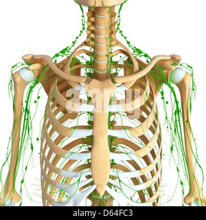 Oberkörper-Anatomie, artwork Stockfoto