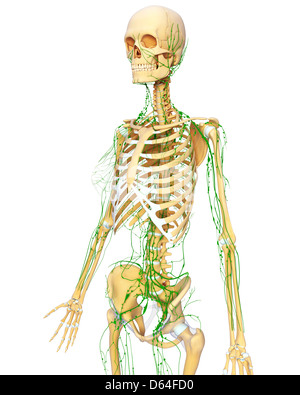 Menschliche Anatomie, artwork Stockfoto
