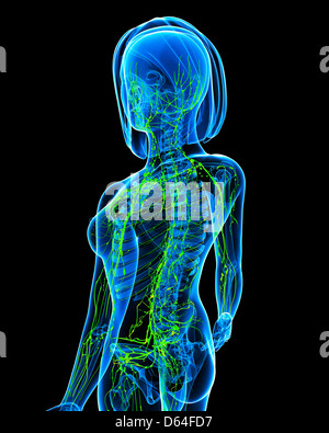 Weibliche Lymphsystem, artwork Stockfoto