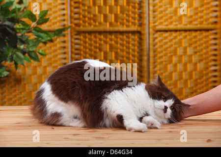 British Longhair Katze, Schokolade-weiß / Highlander, Flachland, Britanica Stockfoto