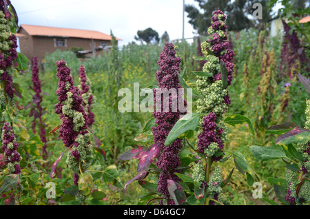 Quinoa wächst auf den Inseln des Titicacasees, Peru. Stockfoto