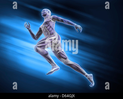 Menschliche Muskulatur, artwork Stockfoto