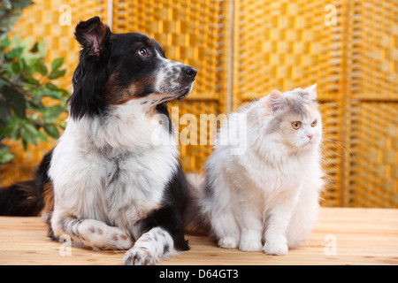 Australian Shepherd und British Longhair Katze blau-Creme-weiß / Highlander, Flachland, Britanica Stockfoto