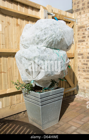 Ein Topf Olivenbaum eingewickelt in Gartenbau Vlies zum Schutz gegen Winterfrost. UK, 2013. Stockfoto