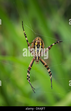 Wasp Spider auf grünem Hintergrund Stockfoto