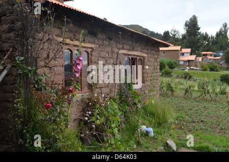 Quinoa wächst auf den Inseln des Titicacasees, Peru. Stockfoto