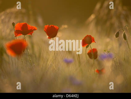 Mohn-Blumen und Kornblumen Leuchten von der untergehenden Sonne in ein Getreidefeld in der Nähe von Falkenhagen, Deutschland, 29. Mai 2012. Meteorologen prognostizieren kältere Temperaturen um 15 Grad Celsius von Freitag. Foto: Patrick Pleul Stockfoto