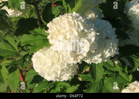 Der Snowball Bush, wissenschaftlich bekannt als Viburnum Opulus, ist in voller Blüte. Das Bild fängt seine großen weißen Blumen und das üppige Laub ein und zeigt die Schönheit dieses Zierstrauchs. Stockfoto