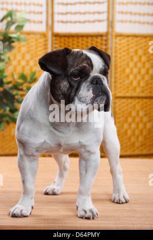 Mischling Hund (Englisch x französische Bulldogge) Stockfoto