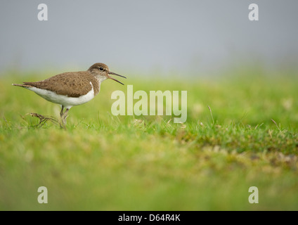 Flussuferläufer Actitis Hypoleucos, Stand Gras an der Seite eines Reservoirs aufrufen. County Durham, England, Vereinigtes Königreich. Stockfoto