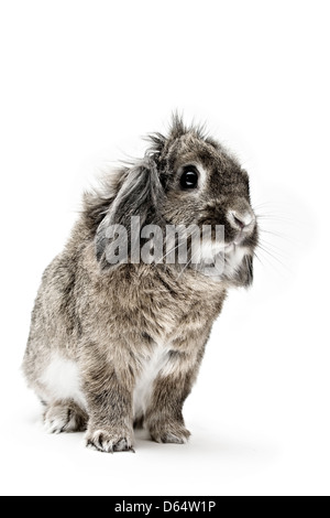 Ein Studio Stil Porträtfoto von einem braunen Löwenkopf Hauskaninchen vor einem weißen Hintergrund. Stockfoto