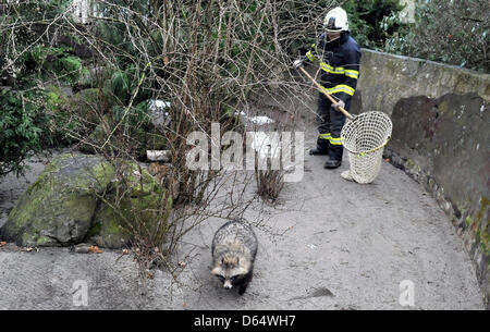 Feuerwehrleute aus verschiedenen Orten in der Tschechischen Republik gelten während einer Ausbildung Fangmethoden. Feuerwehrmann ist mit einem Marderhund (Nyctereutes Procyonoides) in Ostrava, Tschechische Republik, 12. April 2013 gesehen. (Foto/Jaroslav Ozana CTK) Stockfoto