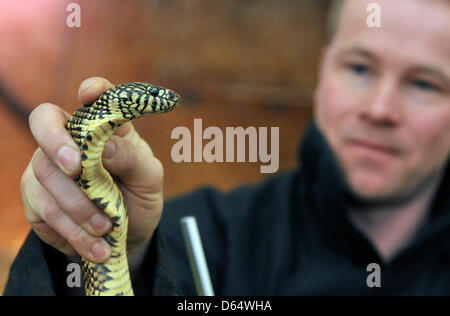 Feuerwehrleute aus verschiedenen Orten in der Tschechischen Republik gelten während einer Ausbildung Fangmethoden. Feuerwehrmann ist mit der Florida Kingsnake (Lampropeltis Getula Floridana) in Ostrava, Tschechische Republik, 12. April 2013 gesehen. (Foto/Jaroslav Ozana CTK) Stockfoto