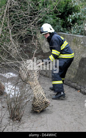 Feuerwehrleute aus verschiedenen Orten in der Tschechischen Republik gelten während einer Ausbildung Fangmethoden. Feuerwehrmann ist mit einem Marderhund (Nyctereutes Procyonoides) in Ostrava, Tschechische Republik, 12. April 2013 gesehen. (Foto/Jaroslav Ozana CTK) Stockfoto