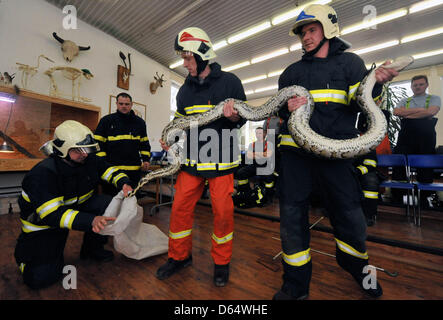 Feuerwehrleute aus verschiedenen Orten in der Tschechischen Republik gelten während einer Ausbildung Fangmethoden. Feuerwehrleute sind mit einer schwarz-angebundene Python (Python aus Bivittatus) in Ostrava, Tschechische Republik, 12. April 2013 sehen. (Foto/Jaroslav Ozana CTK) Stockfoto