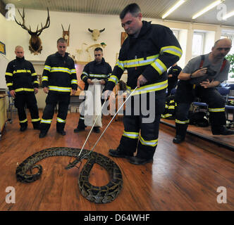 Feuerwehrleute aus verschiedenen Orten in der Tschechischen Republik gelten während einer Ausbildung Fangmethoden. Feuerwehrleute sind mit einer schwarz-angebundene Python (Python aus Bivittatus) in Ostrava, Tschechische Republik, 12. April 2013 sehen. (Foto/Jaroslav Ozana CTK) Stockfoto