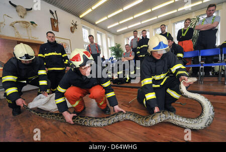 Feuerwehrleute aus verschiedenen Orten in der Tschechischen Republik gelten während einer Ausbildung Fangmethoden. Feuerwehrleute sind mit einer schwarz-angebundene Python (Python aus Bivittatus) in Ostrava, Tschechische Republik, 12. April 2013 sehen. (Foto/Jaroslav Ozana CTK) Stockfoto