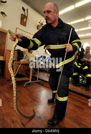 Feuerwehrleute aus verschiedenen Orten in der Tschechischen Republik gelten während einer Ausbildung Fangmethoden. Feuerwehrleute sind mit einer schwarz-angebundene Python (Python aus Bivittatus) in Ostrava, Tschechische Republik, 12. April 2013 sehen. (Foto/Jaroslav Ozana CTK) Stockfoto