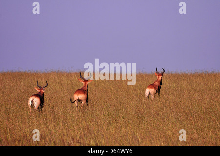 Afrikanische Antilopen laufen im trockenen Grasland, Masai Mara Stockfoto