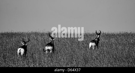 Afrikanische Antilopen laufen im trockenen Grasland, Masai Mara Stockfoto