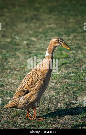 Indische laufende Ente Stockfoto