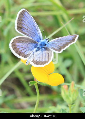 Der Blaue Schmetterling (Polyommatus icarus) thront auf Blumen. Dieser Schmetterling ist in Europa und Asien weit verbreitet und für seine leuchtend blauen Flügel bekannt, was ihn zu einem beliebten Motiv in der Insekten- und Naturfotografie macht. Stockfoto
