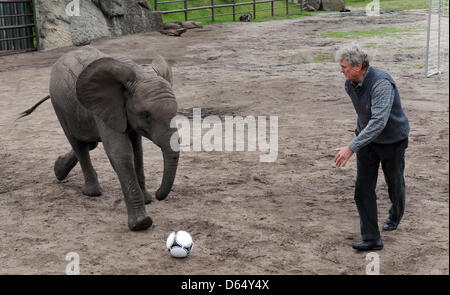 Elefant Kuh Nelly Tritte einen Fußball auf ein Ziel, die von ehemaligen deutschen Nationaltorhüter Sepp Maier im Serengeti-Park Hodenhagen, Deutschlands, 6. Juni 2012 bewacht wird. Nelly wird vor jedem Spiel der deutschen Mannschaft Ziel-Kicks auf zwei Tore zu nehmen. Wenn sie das Ziel der gegnerischen Mannschaft trifft, gewinnt der deutsche Fußball-Nationalmannschaft ihr nächstes Spiel. Nelly Prophezeiung für Stockfoto