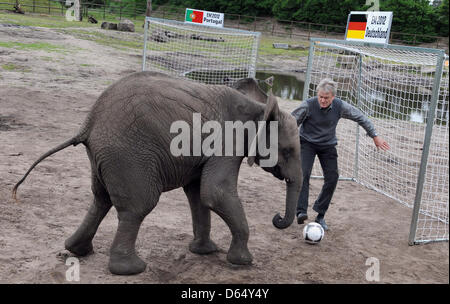 Elefant Kuh Nelly Tritte einen Fußball auf ein Ziel, die von ehemaligen deutschen Nationaltorhüter Sepp Maier im Serengeti-Park Hodenhagen, Deutschlands, 6. Juni 2012 bewacht wird. Nelly wird vor jedem Spiel der deutschen Mannschaft Ziel-Kicks auf zwei Tore zu nehmen. Wenn sie das Ziel der gegnerischen Mannschaft trifft, gewinnt der deutsche Fußball-Nationalmannschaft ihr nächstes Spiel. Nelly Prophezeiung für Stockfoto