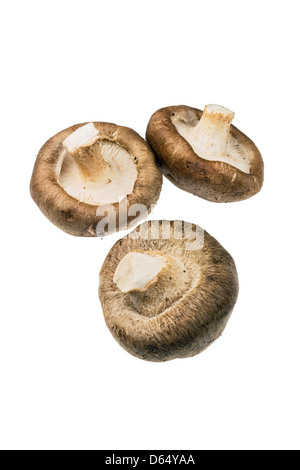 Shiitake-Pilze Stockfoto