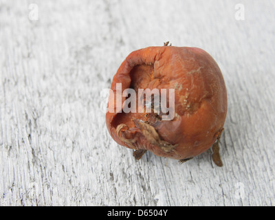 Ein Nahbild von Äpfeln, die von Würmern befallen wurden, zeigt die verfaulten Flecken. Diese Äpfel sind nicht mehr für den Verzehr geeignet und werden häufig entsorgt. Stockfoto