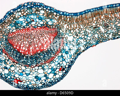 Teeblatt, leichte Schliffbild Stockfoto