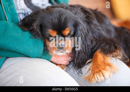 Cavalier King Charles Spaniel, neben, auf Runde | Cavalier King Charles Spaniel, neben, Ruede, Auf Schoss Stockfoto