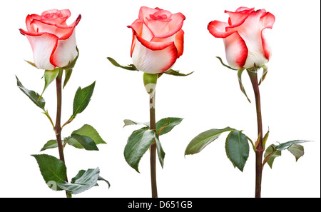 Weiß-rosa Rosen Stockfoto