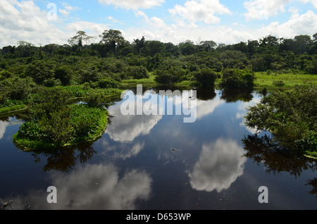 Reflexionen über einem See im Tambopata National Reserve, Amazonien, Peru Stockfoto