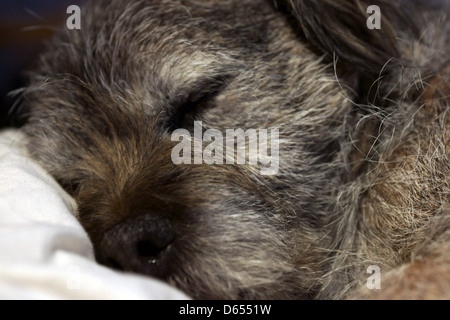 Border Terrier Gesicht Nase Ohren Hund schlafen Bett Stockfoto