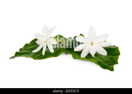 Jasminblüten isoliert auf weißem Hintergrund Stockfoto