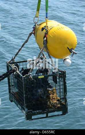 Crew-Mitglieder von der deutschen Marine seegehende Schlepper "Spiekeroog" erholen sich Teile des Wracks der Tauchgang Kämpfer Junkers Ju-87 aus der Insel Rügen in der Nähe von Sassnitz, Deutschland, 11. Juni 2012. Taucher der deutschen Streitkräfte und der Polizei sind im Einsatz, das Jagdflugzeug aus dem zweiten Weltkrieg wiederherzustellen. Foto: STEFAN SAUER Stockfoto