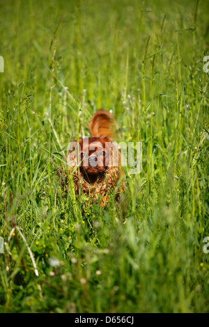 Cavalier King Charles Spaniel, Männlich, Rubin, in hohen Gräsern Stockfoto